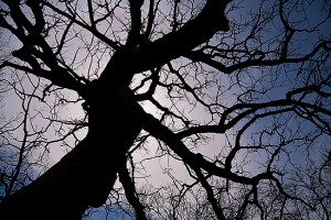 Tree in Loring Park, March 29, 2010